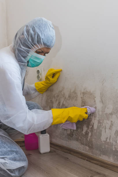 Best HVAC Mold Inspection and Cleaning  in Pinckney, MI