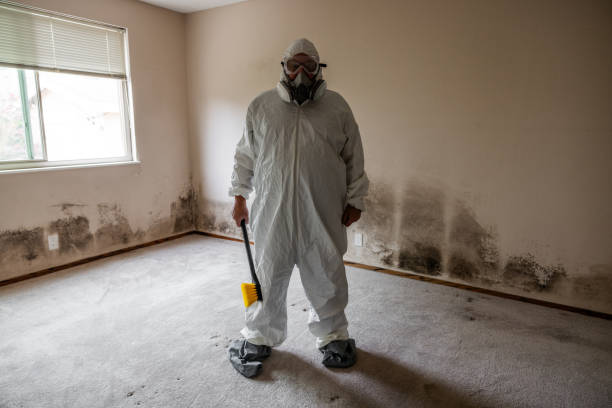 Best Black Mold Removal  in Pinckney, MI